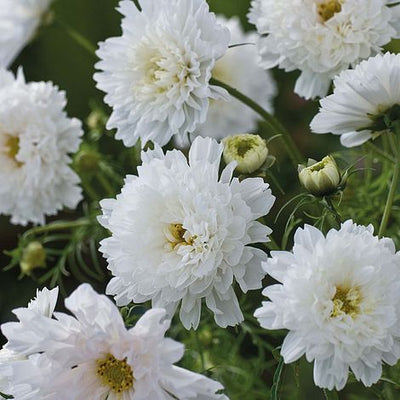 Cosmos Double Click Snow Puff - The Pavilion