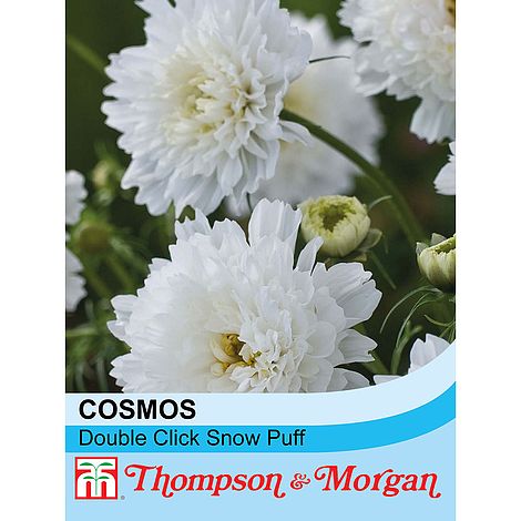 Cosmos Double Click Snow Puff - The Pavilion