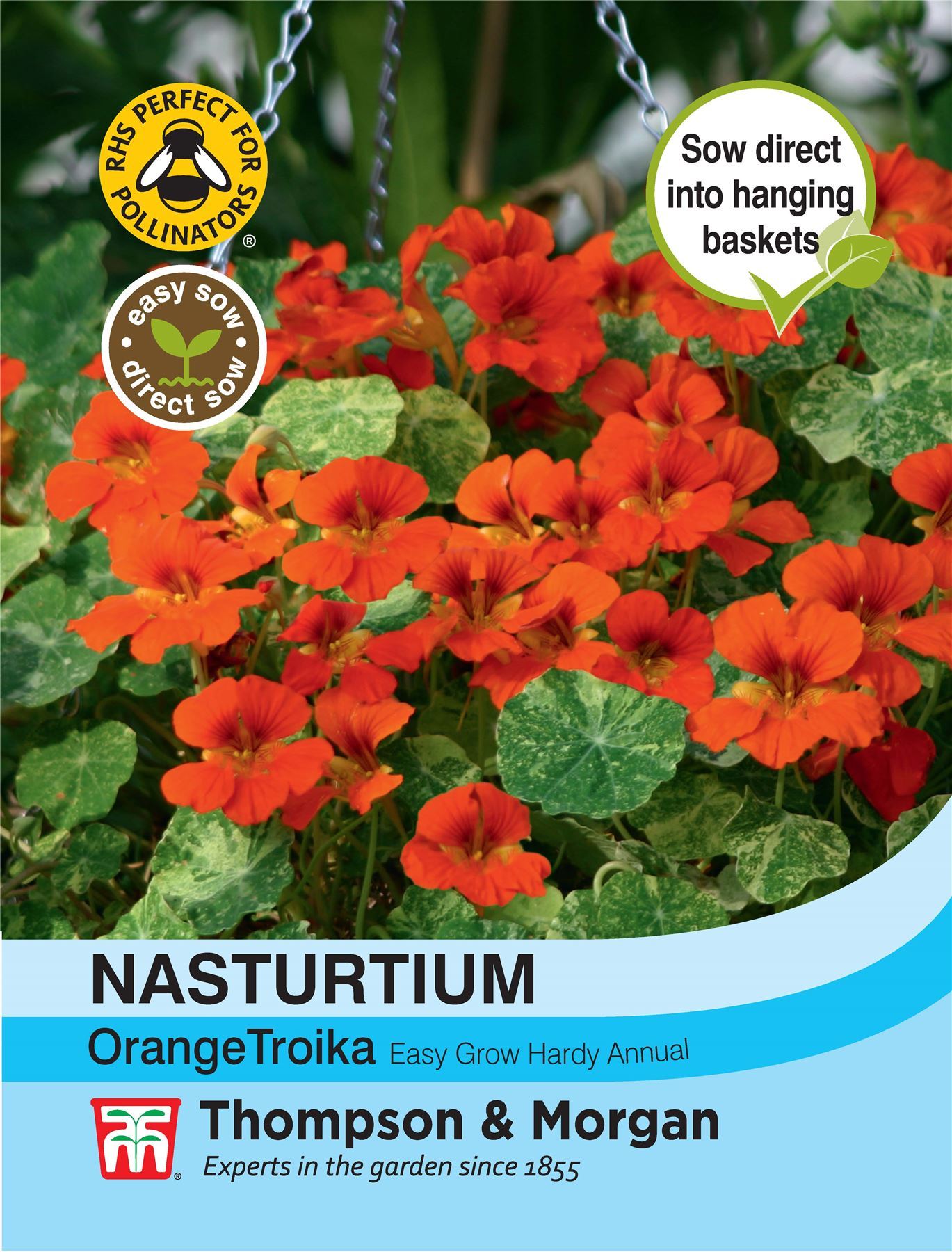 Nasturtium Orange Troika - The Pavilion