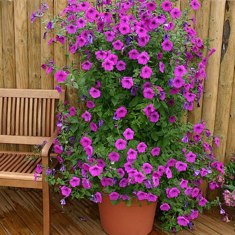 Petunia Purple Tower F1 Hybrid - The Pavilion