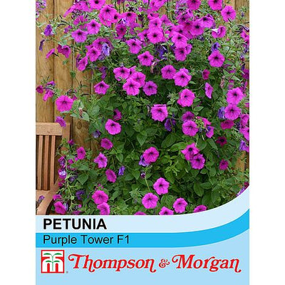 Petunia Purple Tower F1 Hybrid - The Pavilion