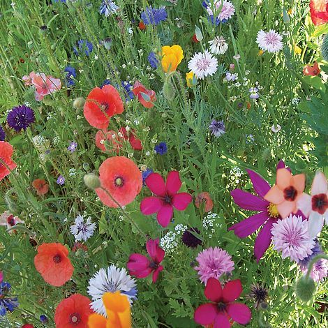 Annual Early Flowering Mixed - The Pavilion