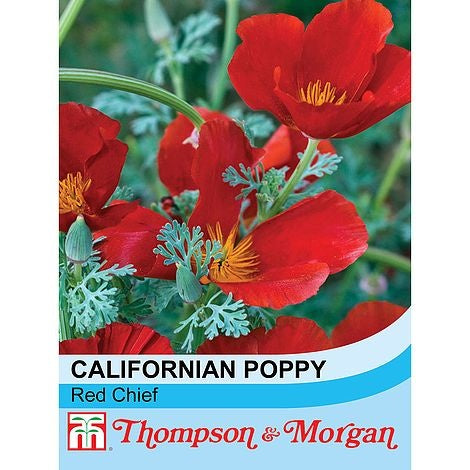 Californian Poppy Red Chief - The Pavilion