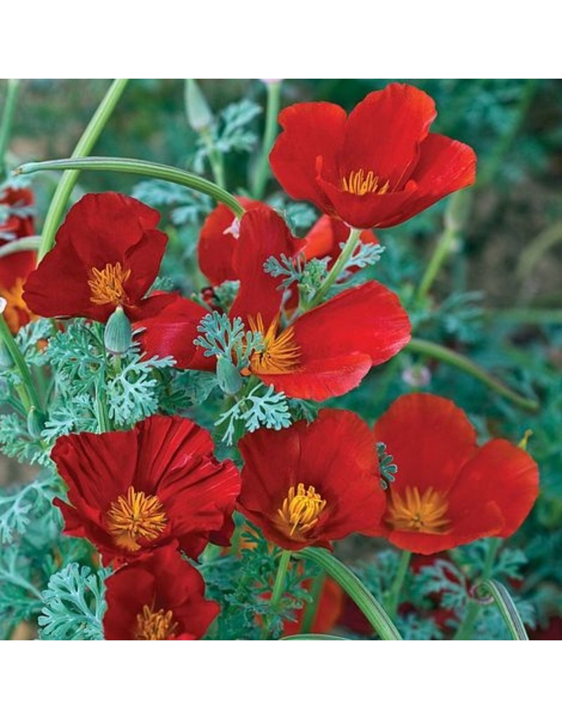 Californian Poppy Red Chief - The Pavilion