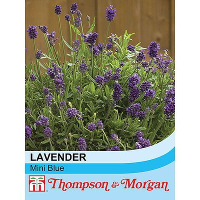 Lavender Mini Blue - The Pavilion