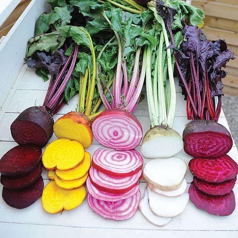 Beetroot Rainbow Beet - The Pavilion