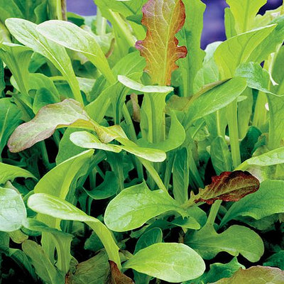 Salad Leaves - Mesclun Mixed - The Pavilion