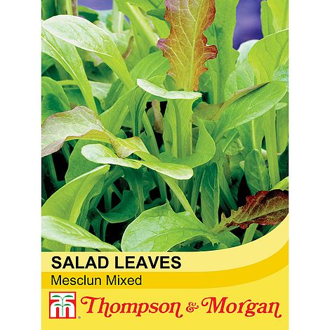 Salad Leaves - Mesclun Mixed - The Pavilion