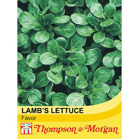 Lambs Lettuce Favor - The Pavilion