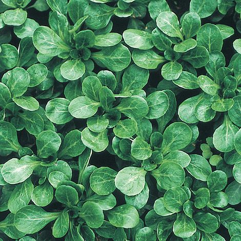 Lambs Lettuce Favor - The Pavilion