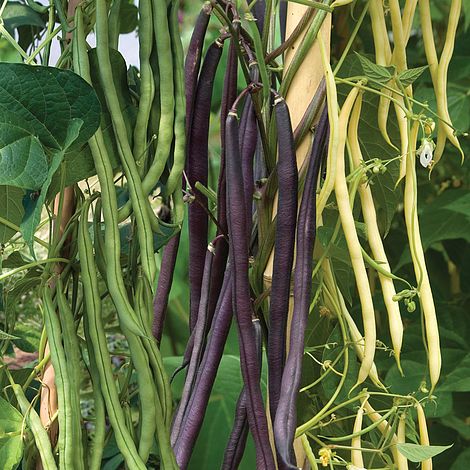 Climbing Bean Mixed - The Pavilion