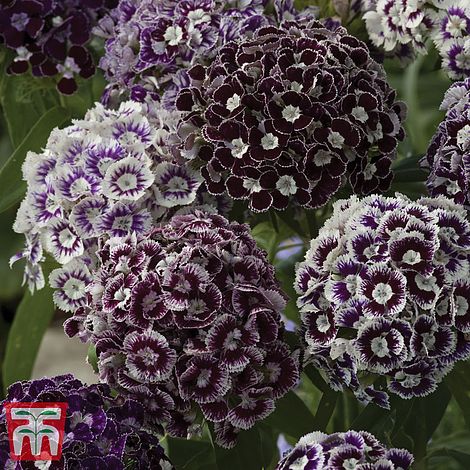 Dianthus Purple Crown - The Pavilion