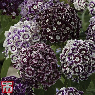 Dianthus Purple Crown - The Pavilion