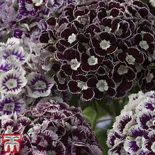 Dianthus Purple Crown - The Pavilion