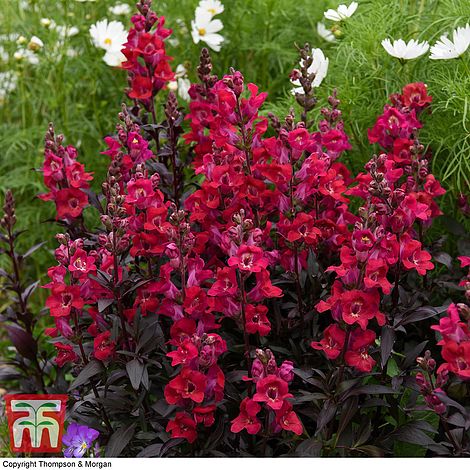 Antirrhinum Mini Cherry Cola - The Pavilion