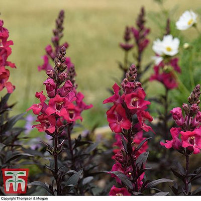 Antirrhinum Mini Cherry Cola - The Pavilion