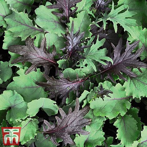 Kale Babyleaf Mix - The Pavilion