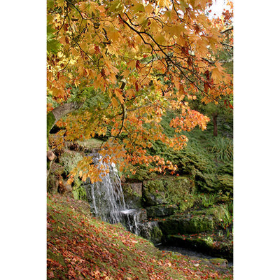 Acer - Palmatum Sango Kaku