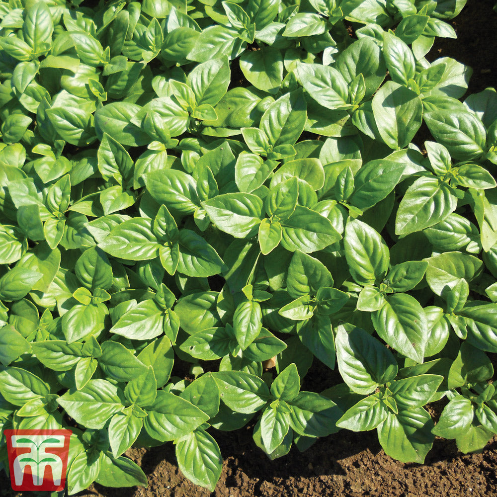 Herb Basil British Outdoor