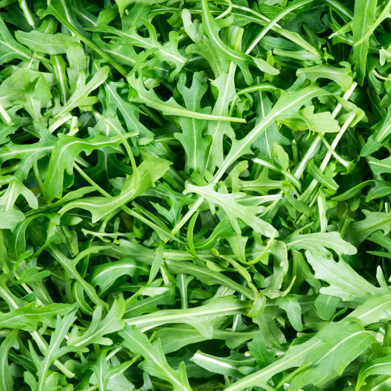 Herb Rocket Wild