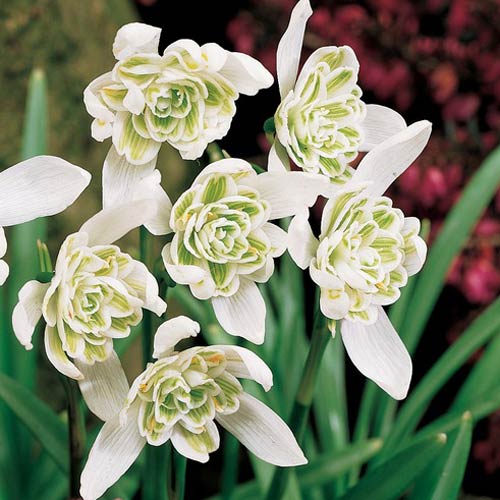 Galanthus Flore Pleno (Double Snowdrop) 5/+