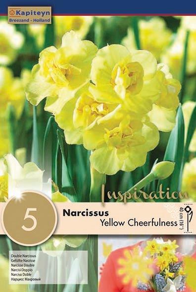 Narcissus Bunch Flowering Yellow Cheerfulness 14-16