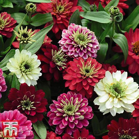 Zinnia  Zahara Double Berries Mix - The Pavilion